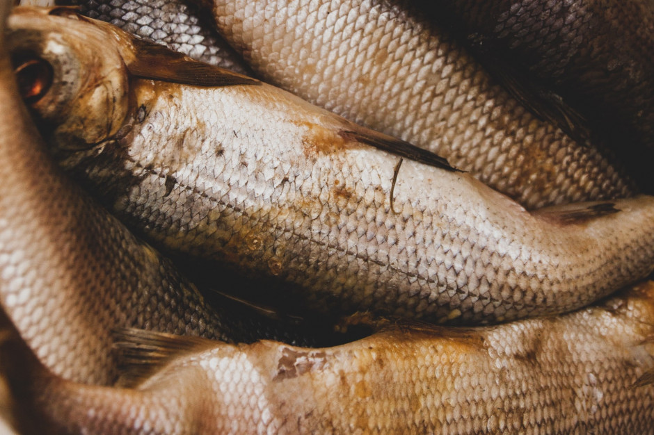 Odpady przetwórstwa rybnego mogą się stać cennym surowcem w medycynie (fot. Unsplash)