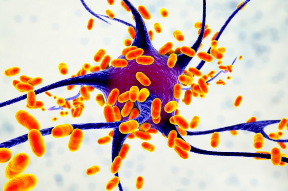 Porphyromonas gingivalis - główny sprawca chorób przyzębia (fot. Shutterstock)