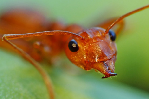 Zęby mrówek: doskonale wytrzymały projekt