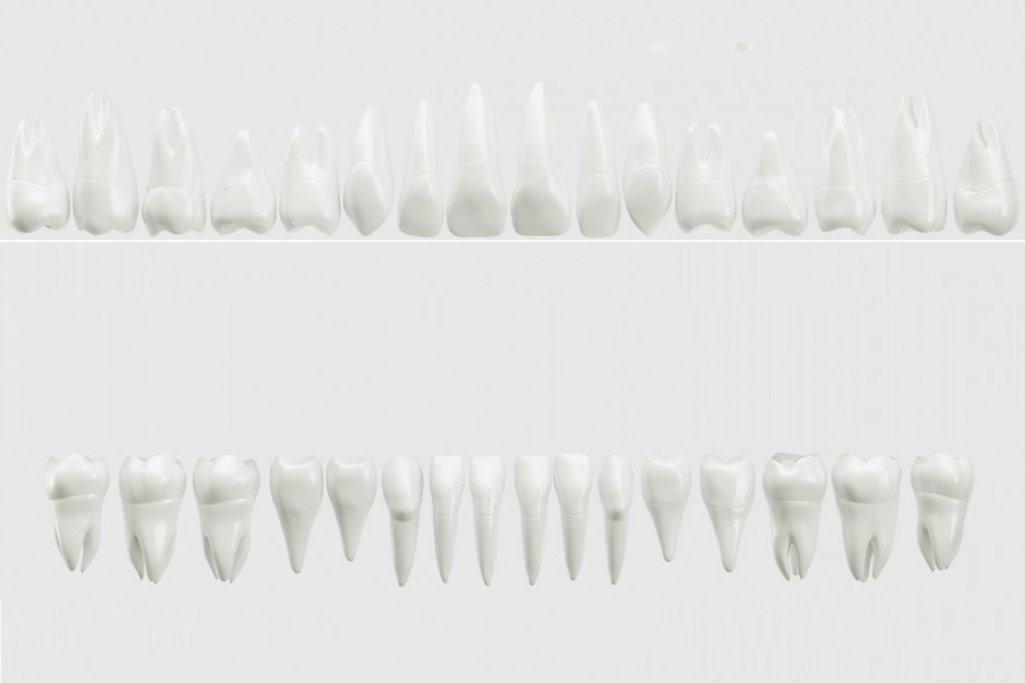 Zęby z komórek macierzystych Fot. AdobeStock