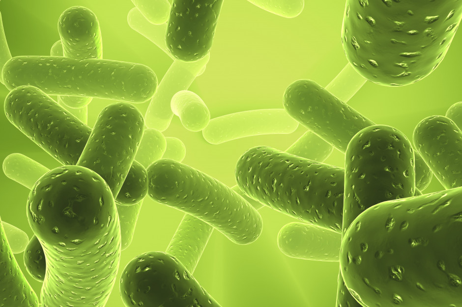 Bakterie układu pokarmowego mają szerokie spektrum oddziaływania na cały organizm Fot. AdobeStock