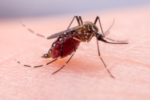Komar Zika przenoszący groźnego wirusa Fot Shutterstock Wirus Zika niszczy zawiązki zębów