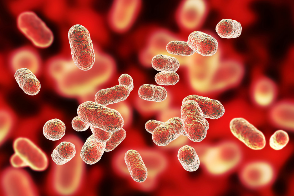 Porphyromonas gingivalis, bakteria powodująca zapalenie przyzębia Fot. Shutterstock